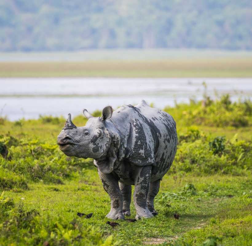 Assam